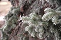 Frosted spruce branch in the city park