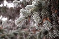 Frosted spruce branch in the city park