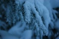 Spruce Christmas Tree Branch Under the Snow Macro