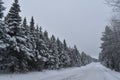 Frosted spruce trees on a gray winter day