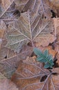 Frosted Sycamore Leaves Royalty Free Stock Photo