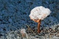 Frosted toadstool or mushroom in forest