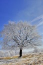 Frosted tree against blue sky