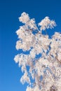 Frosted tree Royalty Free Stock Photo