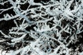 Frosted tree branches. Royalty Free Stock Photo