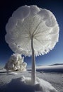 Frosted tree of fantastic shape at sunrise. Ai generative