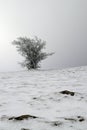 Frosted tree shaped by the wind with stones in the foreground Royalty Free Stock Photo