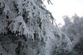 Frosted tree spruce in mountain. Royalty Free Stock Photo