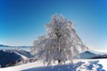 frosted tree under blue sky Royalty Free Stock Photo