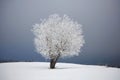 Frosted tree