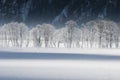 Frosted trees