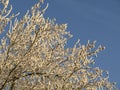 Frosted trees