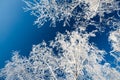 Frosted trees against the blue sky Royalty Free Stock Photo