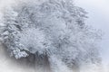 Frosted Trees Clingman`s Dome Royalty Free Stock Photo