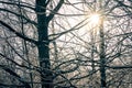 Frosted trees on a cold sunny winter day. The sun shines through the branches of the trees