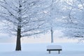 Frosted Trees and Park Bench