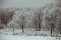 Frosted trees Royalty Free Stock Photo
