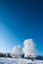 Frosted trees with white hoarfrost against the blue sky Royalty Free Stock Photo