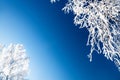 Frosted trees with white hoarfrost against the blue sky Royalty Free Stock Photo