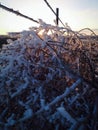 Frosted tumbleweed with sunset Royalty Free Stock Photo