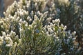 Frosted twig of coniferous tree in the morning sun Royalty Free Stock Photo