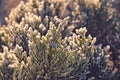 Frosted twig of coniferous tree in the morning sun Royalty Free Stock Photo