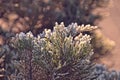 Frosted twig of coniferous tree in the morning sun Royalty Free Stock Photo