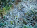 Frosted vegetation in a chilly morning in french alps