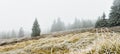 Frosted vegetation and forest on a hill next to a mountain hiking trail on a foggy day