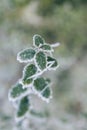 Frosted vegetation in a winter morning