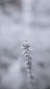 Frosted Waterdrop Flower