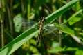 Dot-tailed Whiteface Dragonfly - Leucorrhinia intacta Royalty Free Stock Photo