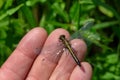 Dot-tailed Whiteface Dragonfly - Leucorrhinia intacta Royalty Free Stock Photo