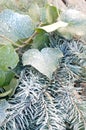 Frosted wild grape with Pine tree branch