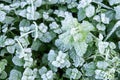 Wild peppermint covered with white hoar frost and ice crystal formation. Winter nature background Royalty Free Stock Photo