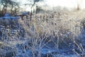Frosted wild plants against the landscape