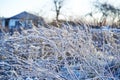 Frosted wild plants against the landscape Royalty Free Stock Photo