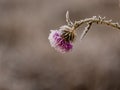 Frosted wildflower with blurred background