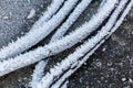 Frosted winter power line Royalty Free Stock Photo