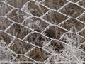 Frosted wire fence winter season nature patterns in garden Royalty Free Stock Photo