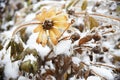 Frosted yellow flower with snow and ice. Black-eyed Susan or Coneflowers. Russian winter. Royalty Free Stock Photo