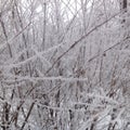 Frosted bush in winter Royalty Free Stock Photo