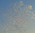 Frosting pattern on the window