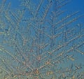 Frosting pattern on the window