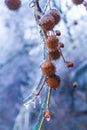 Frosting prickly balls