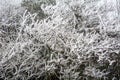 Frosts on branches Royalty Free Stock Photo