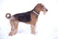 Frosty Airedale Terrier Dog Royalty Free Stock Photo
