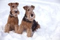 Frosty Airedale Terrier Dogs Royalty Free Stock Photo