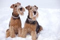 Frosty Airedale Terrier Dogs Royalty Free Stock Photo