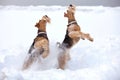 Frosty Airedale Terrier Dogs Royalty Free Stock Photo